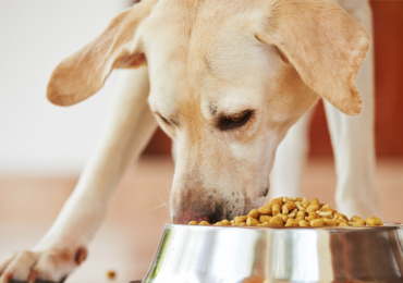 How To Choose Healthy Food For Pets