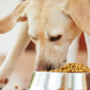 How To Choose Healthy Food For Pets