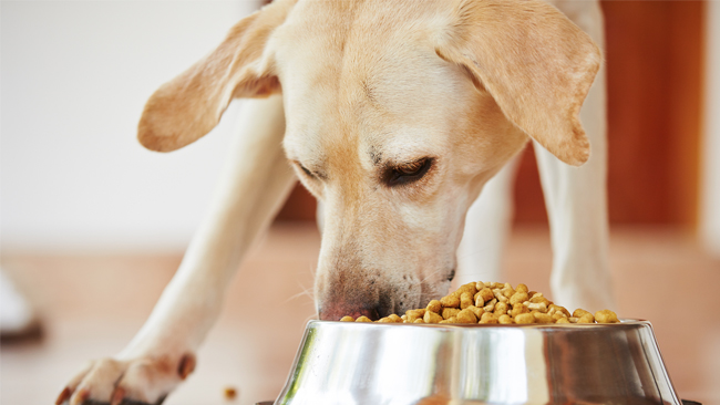 How To Choose Healthy Food For Pets