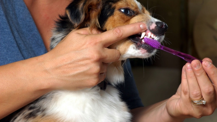 How to Brush Your Dog’s Teeth