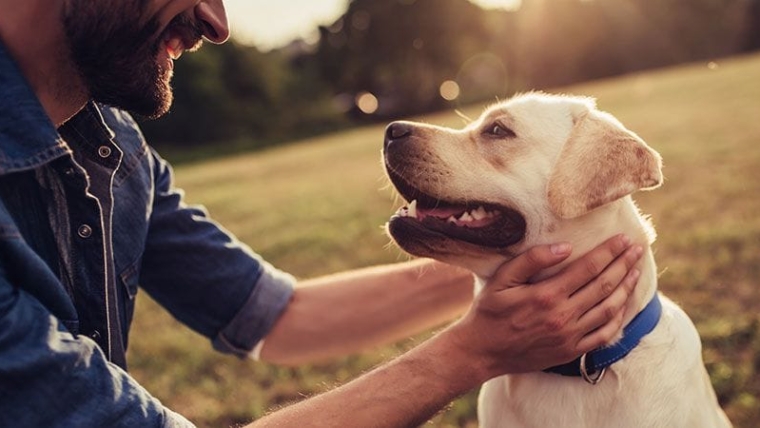 Summer Tips to Keep Your Pets Healthy