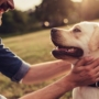 Summer Tips to Keep Your Pets Healthy