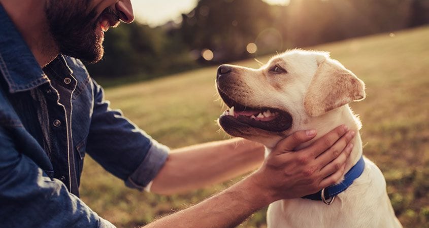 Summer Tips to Keep Your Pets Healthy